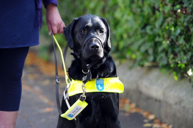 Black guide dog wearing a yellow harness and standing next to its owner